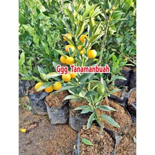 Bibit Jeruk Kimkit Madu Siap Berbuah Super