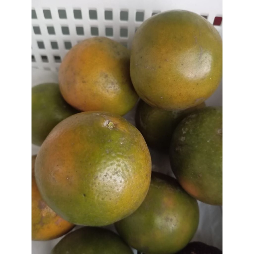 

Jeruk siem madu 1 kg