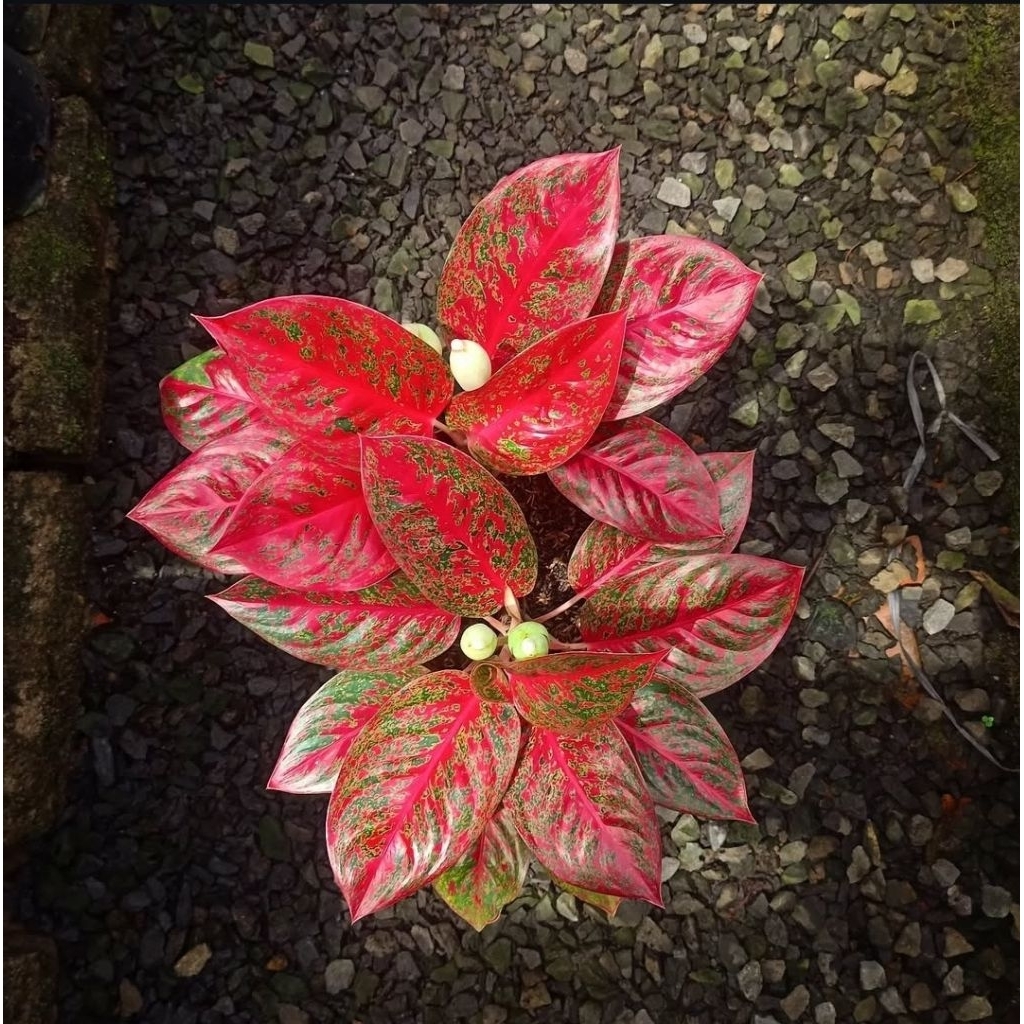 Aglonema Red Stardust - tanaman hias aglonema red stardust