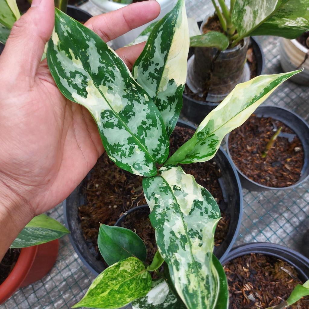Aglaonema Commutatum Varigata