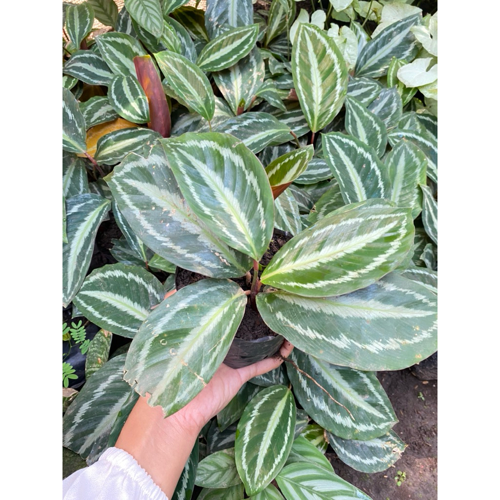 Calathea Veitchiana Tanaman Hias