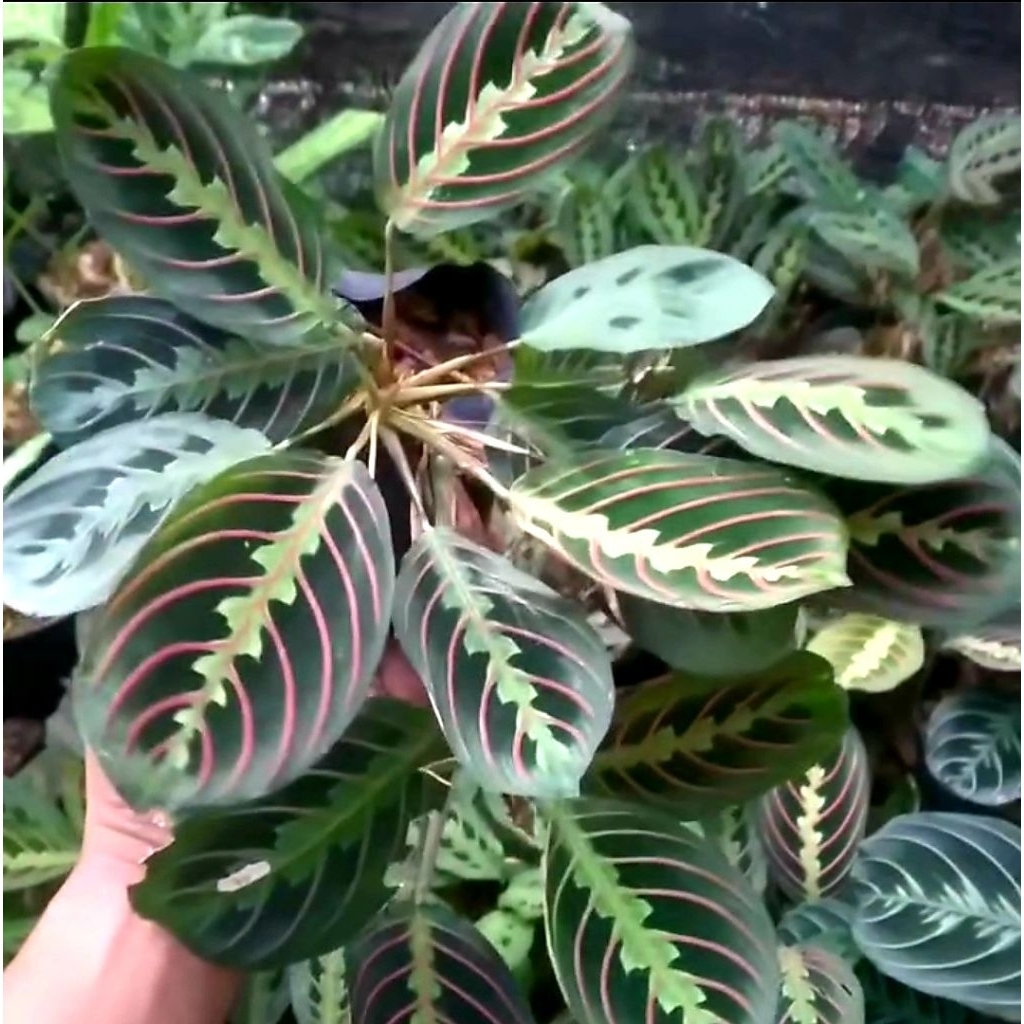 Tanaman Hias Calathea Kepiting - Bunga Hias Calathea Kepiting