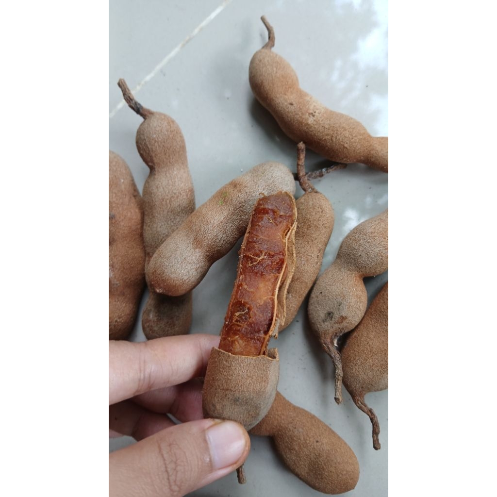 

asam jawa matang kulit fresh petik pohon termurah 250gr