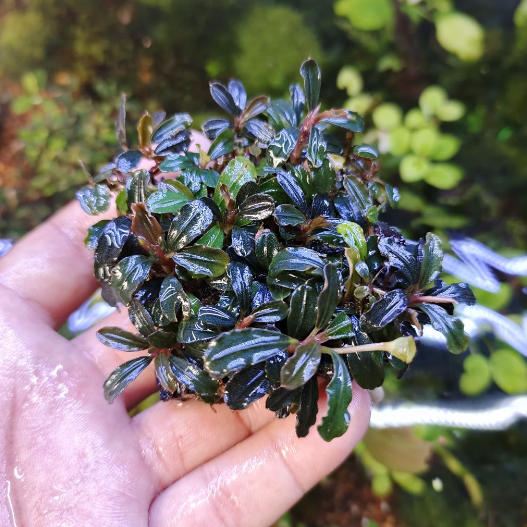 Bucephalandra Brownie Series Medium Clump