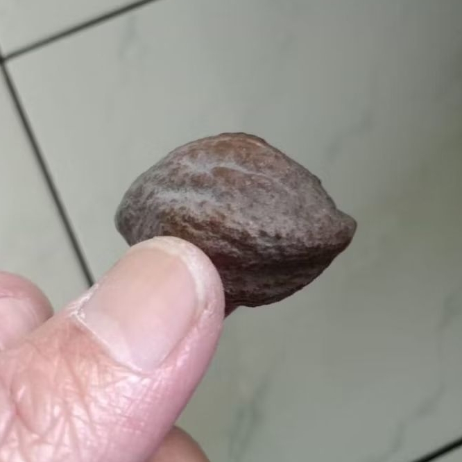 Kemiri Adu Muncang Adu Jayanti Si Pait Ori Urgen Rel Urat Dua
