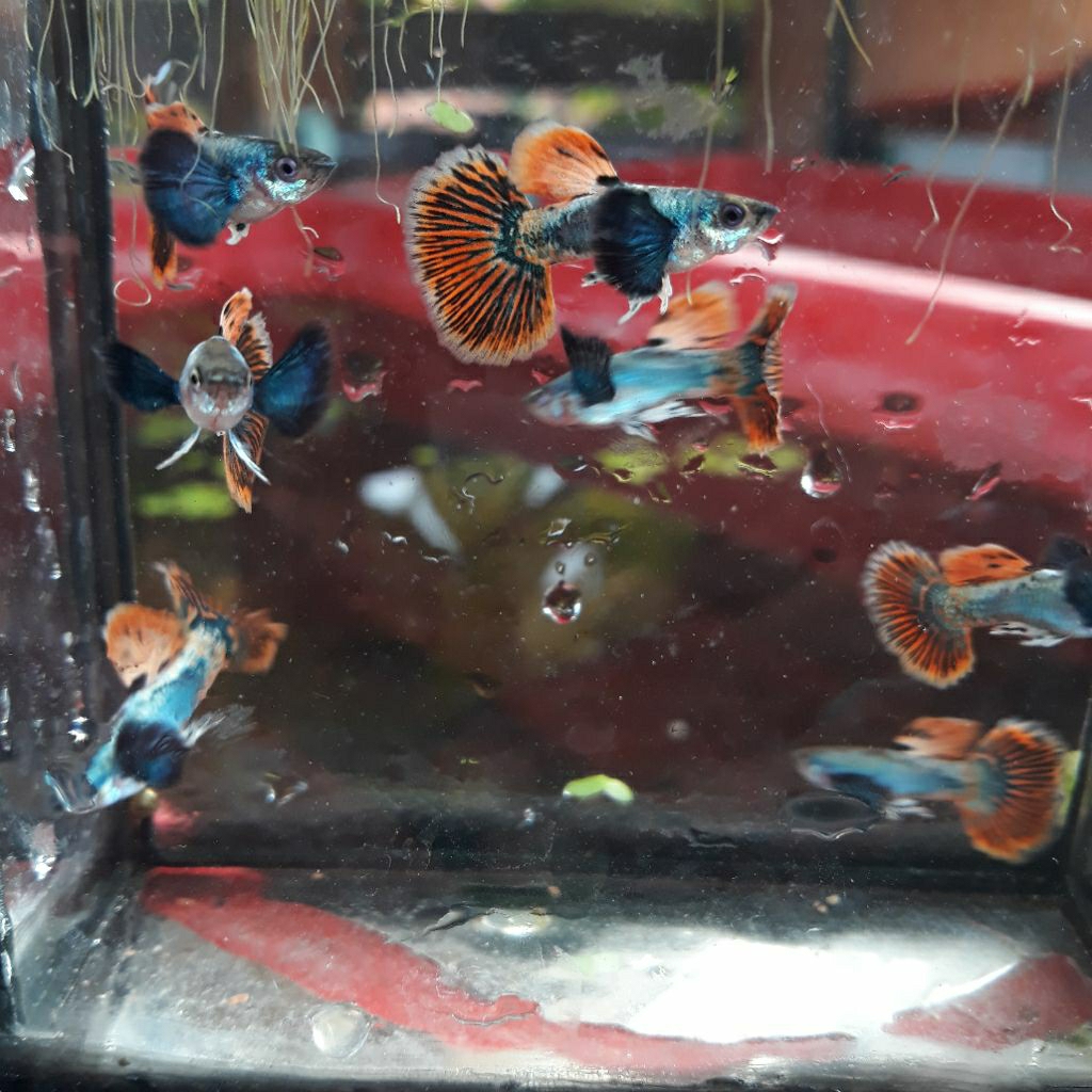 boneka guppy Platinum Red Mozaik Big Ear ( PRMBE )