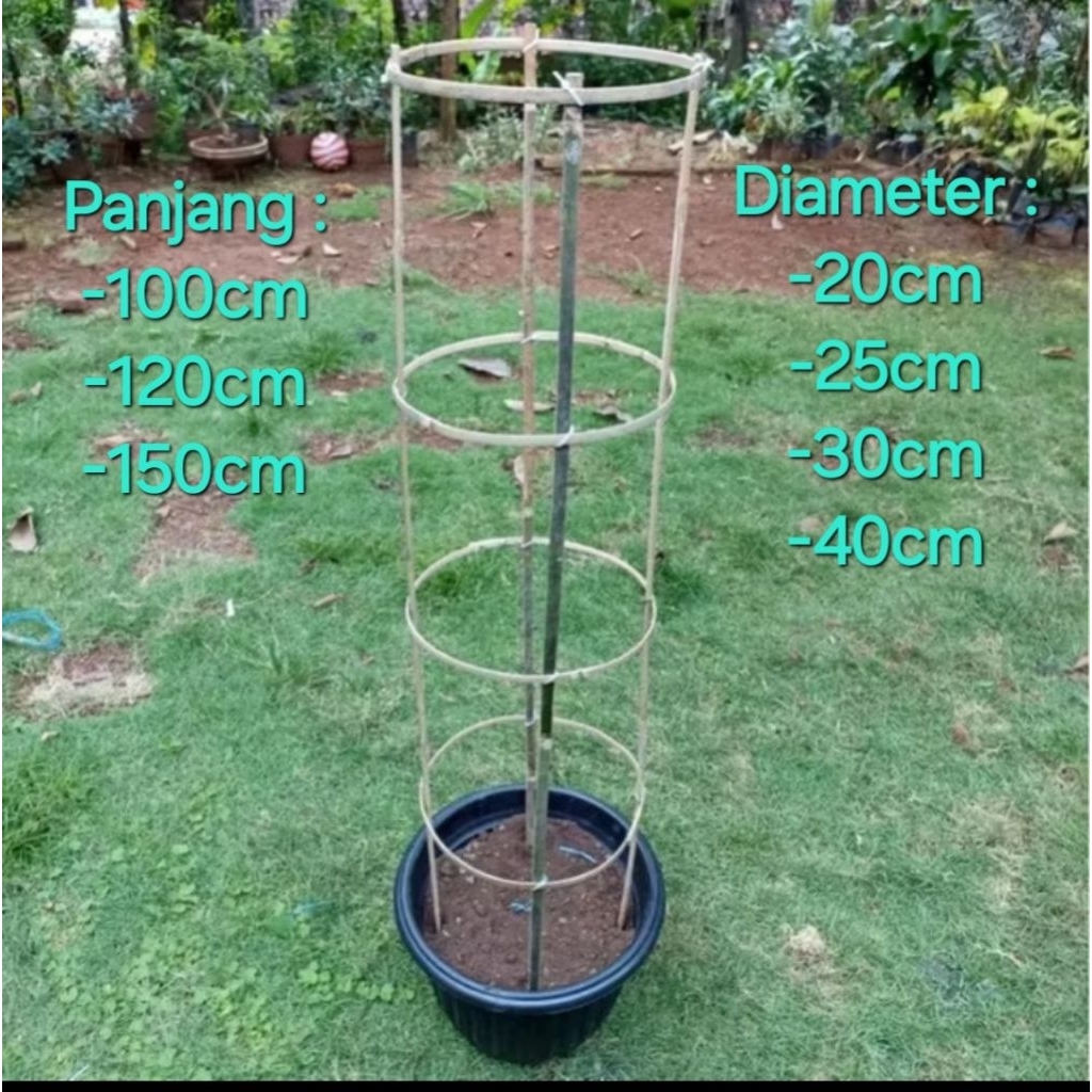 ajir tanaman satu paket ajir melingkar dan ajir tanaman