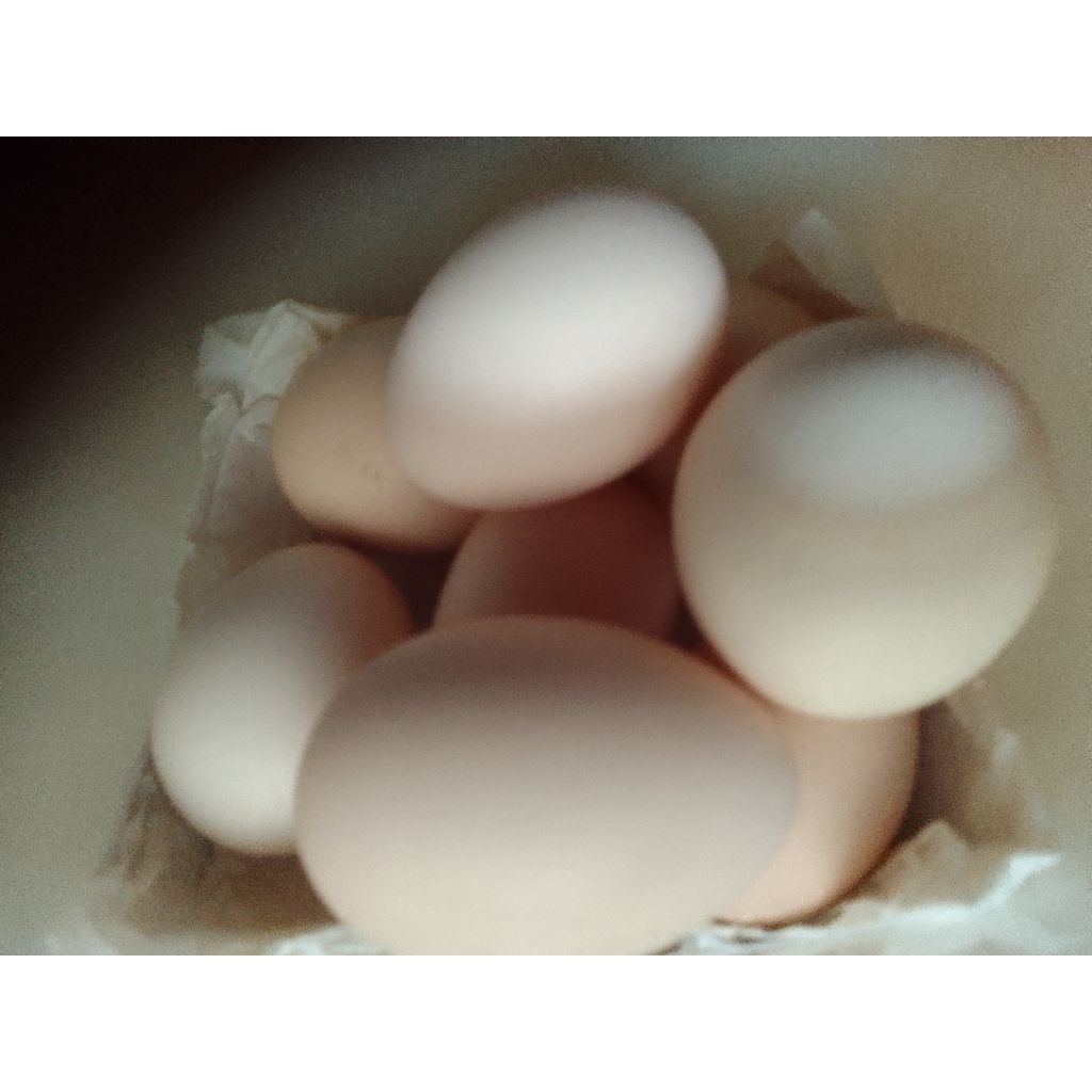 

telur ayam kampung asli