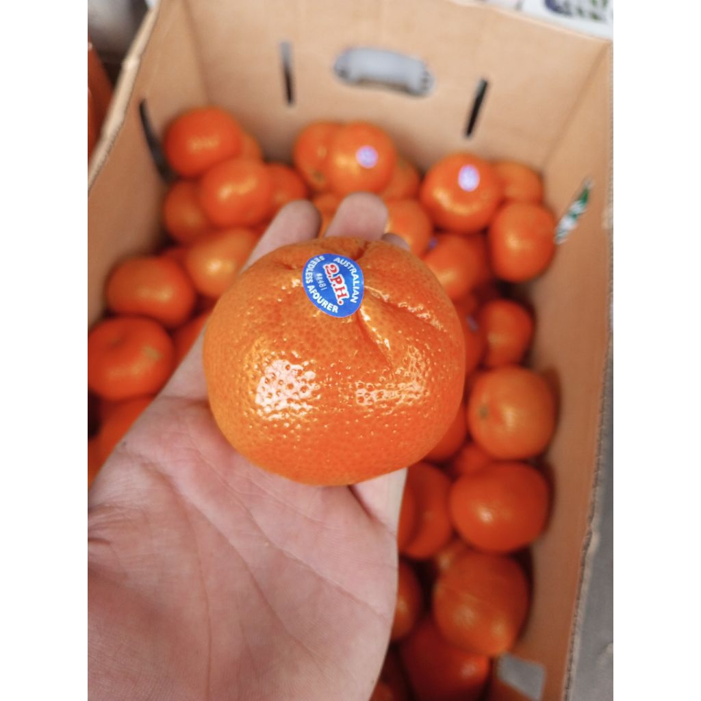 

Buah Jeruk Mandarin Afourer Fresh 1 kg