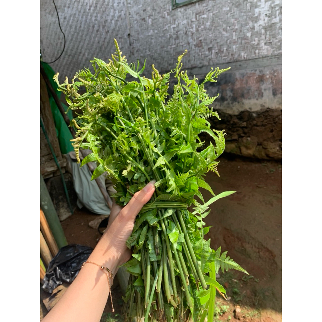 

sayur pakis/per ikat