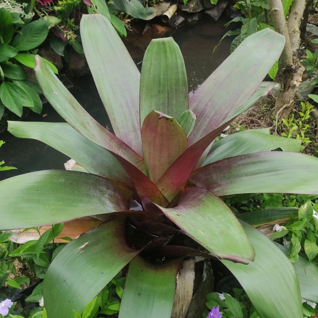 Bromelia Giant Merah Ukuran Besar