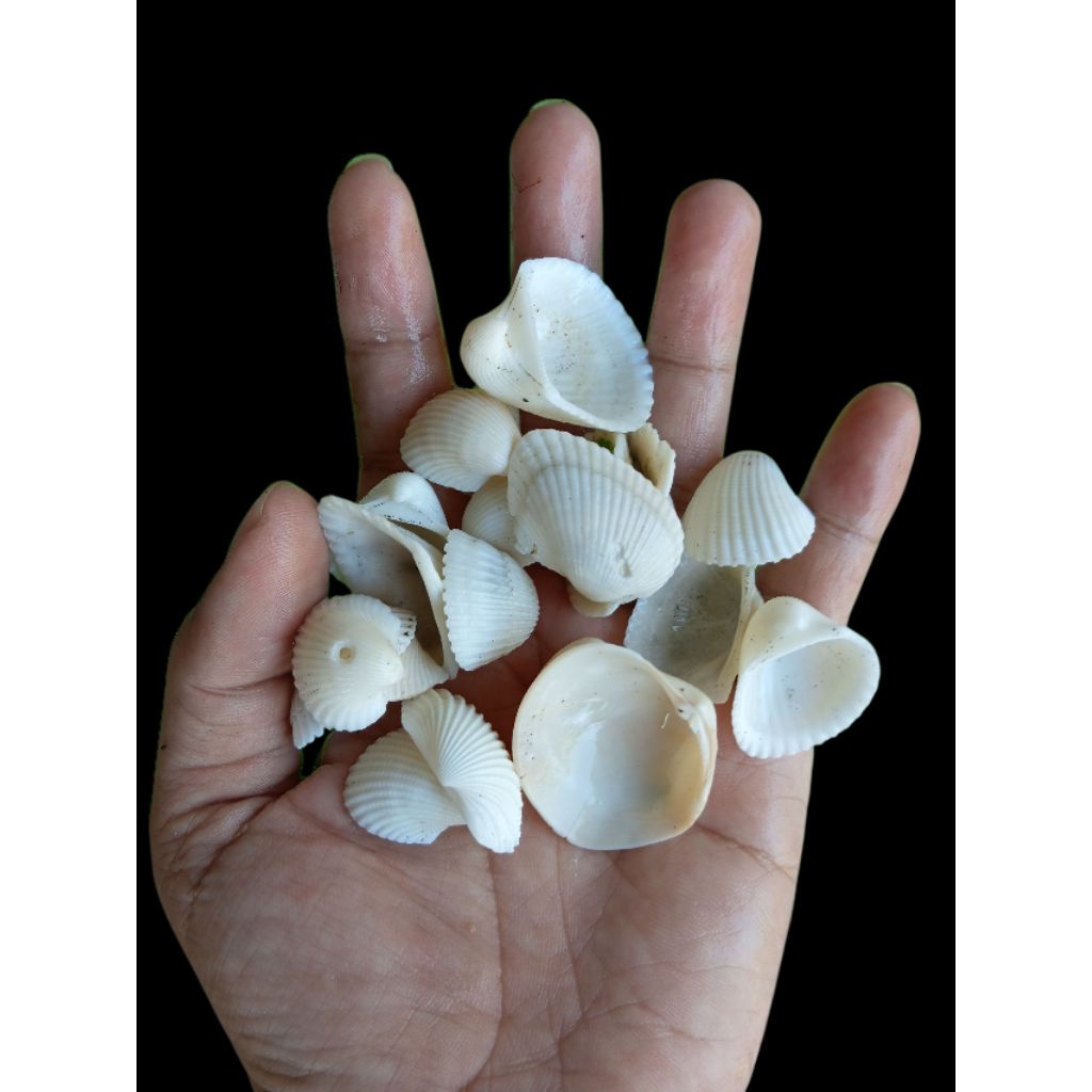 

Cangkang Kerang Putih kemasan 100 Gram - Kulit Kerang Darah Gambar Real sesuai deskripsi