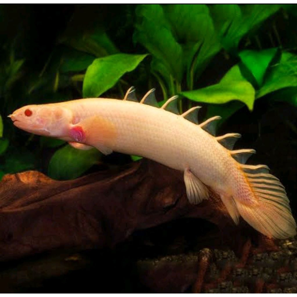 ikan Naga palmas senegalus albino dan normal tankmate aquarium hias kolam hiasan ikan purba hiasan b