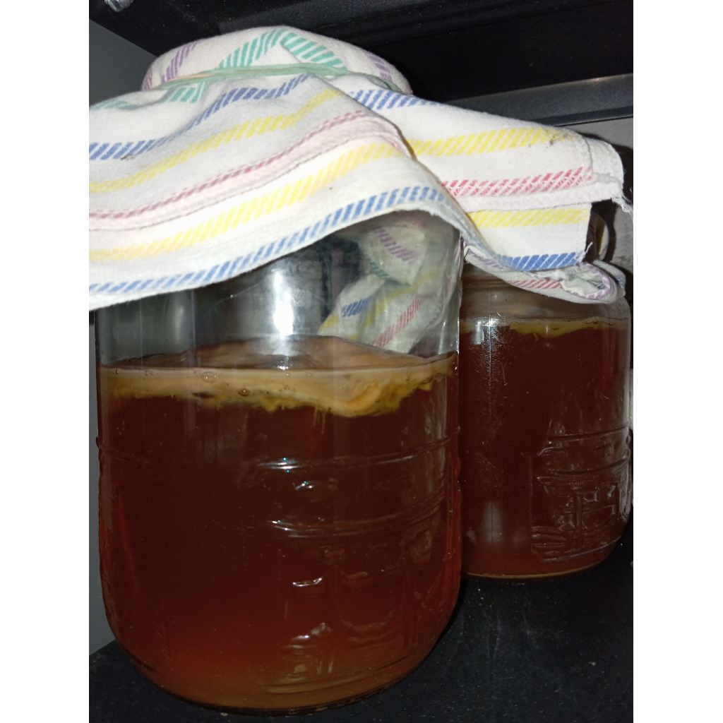 

Bibit kombuca/starter kombuca 300 ml