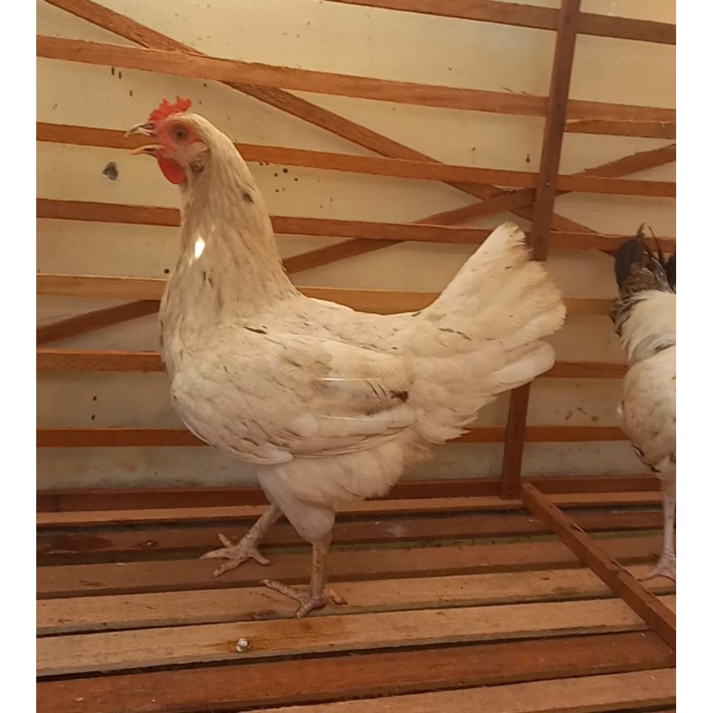 

Telur fertil ayam X kampung petelur unggul silang WL