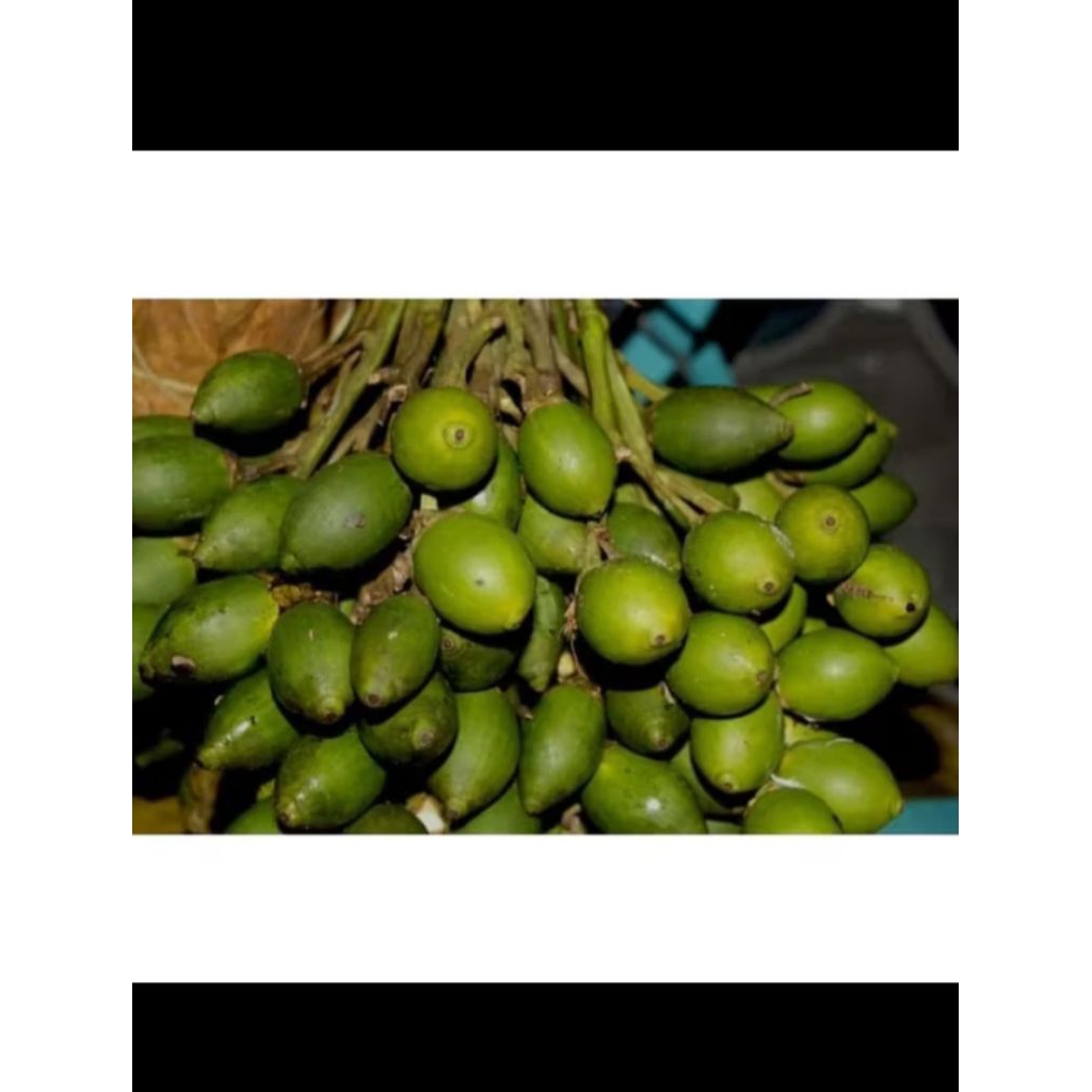 

buah pinang muda/jambe muda 1000 gram