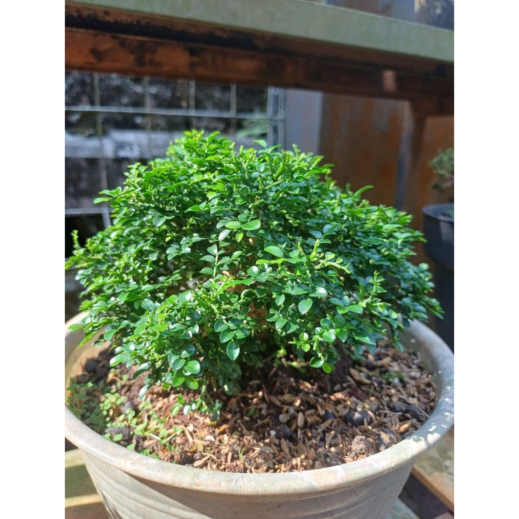 Bonsai Kemuning Super Micro / jipun
