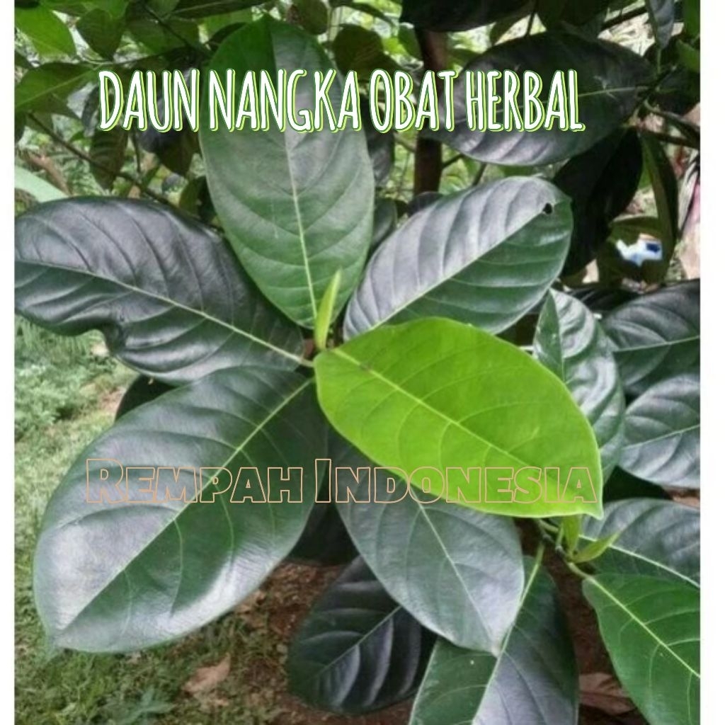 

Daun Nangka Segar Untuk Obat Herbal 1 Kg