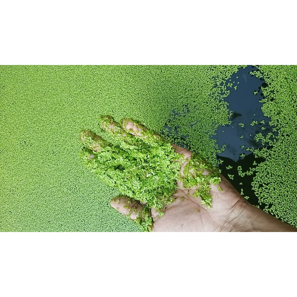 Bibit Azolla