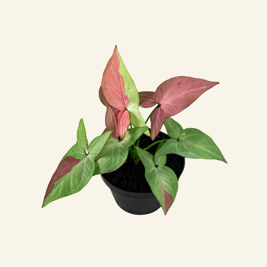 Tanaman Hias Syngonium Pink Salmon Premium