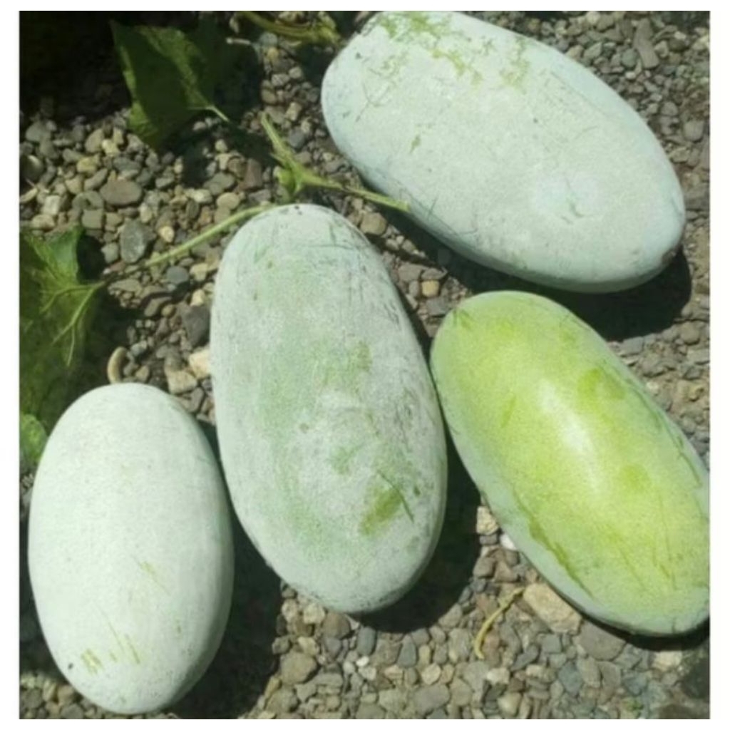 

￼Buah Bligo/kundur 3kg-3,9kg