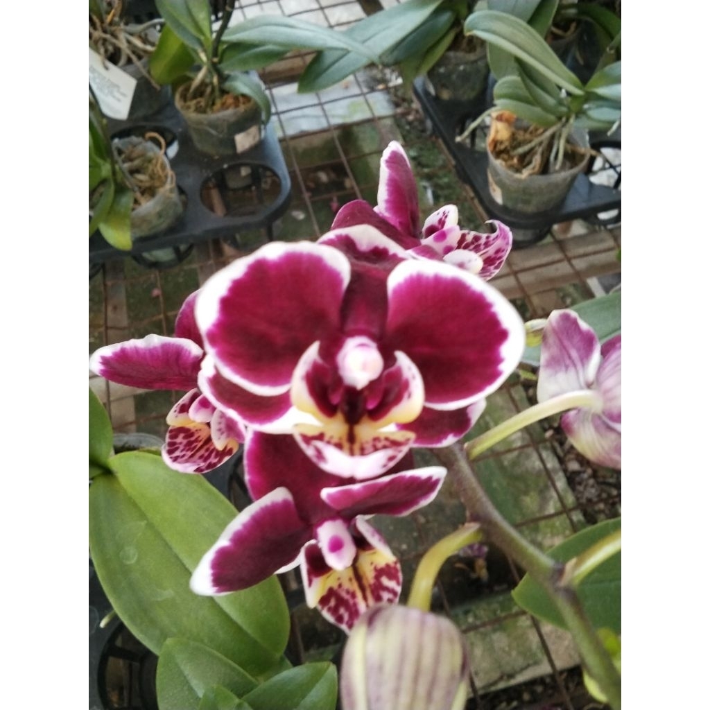 PRODUK KHUSUS LIVE SALE ANGBUL MINI BERWARNA