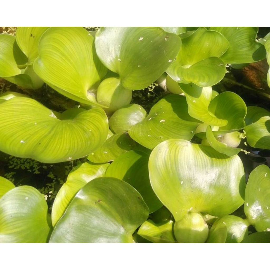 

jualan eceng gondok 1 ikat terlaris