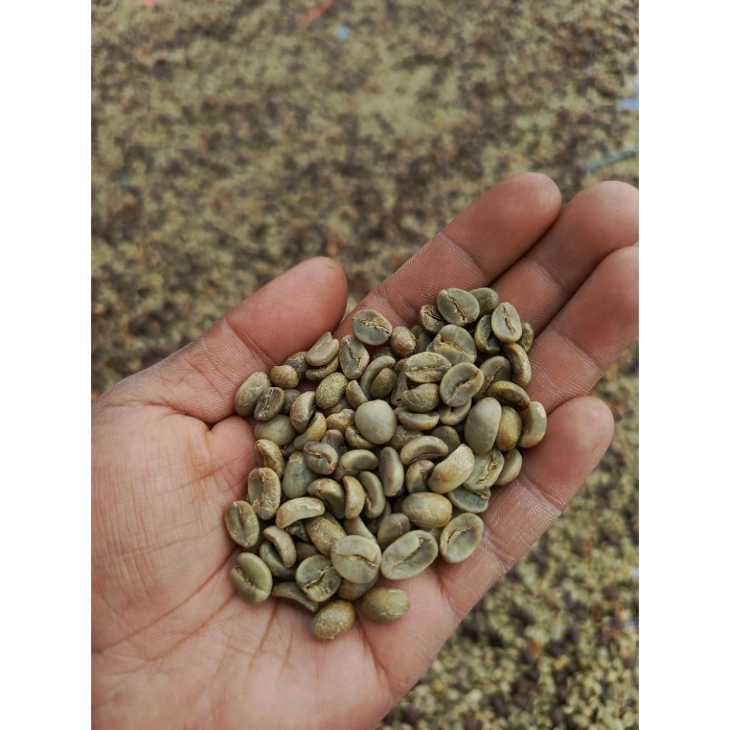 

Arabika Kerinci Green Bean G1 Natural Proses