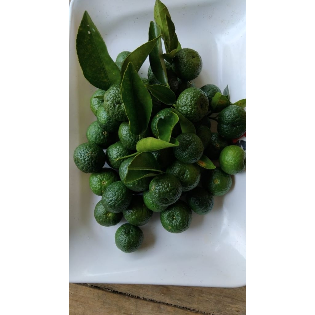 

Jeruk perut jeruk limo jeruk bumbu segar Petik Langsung 1kg