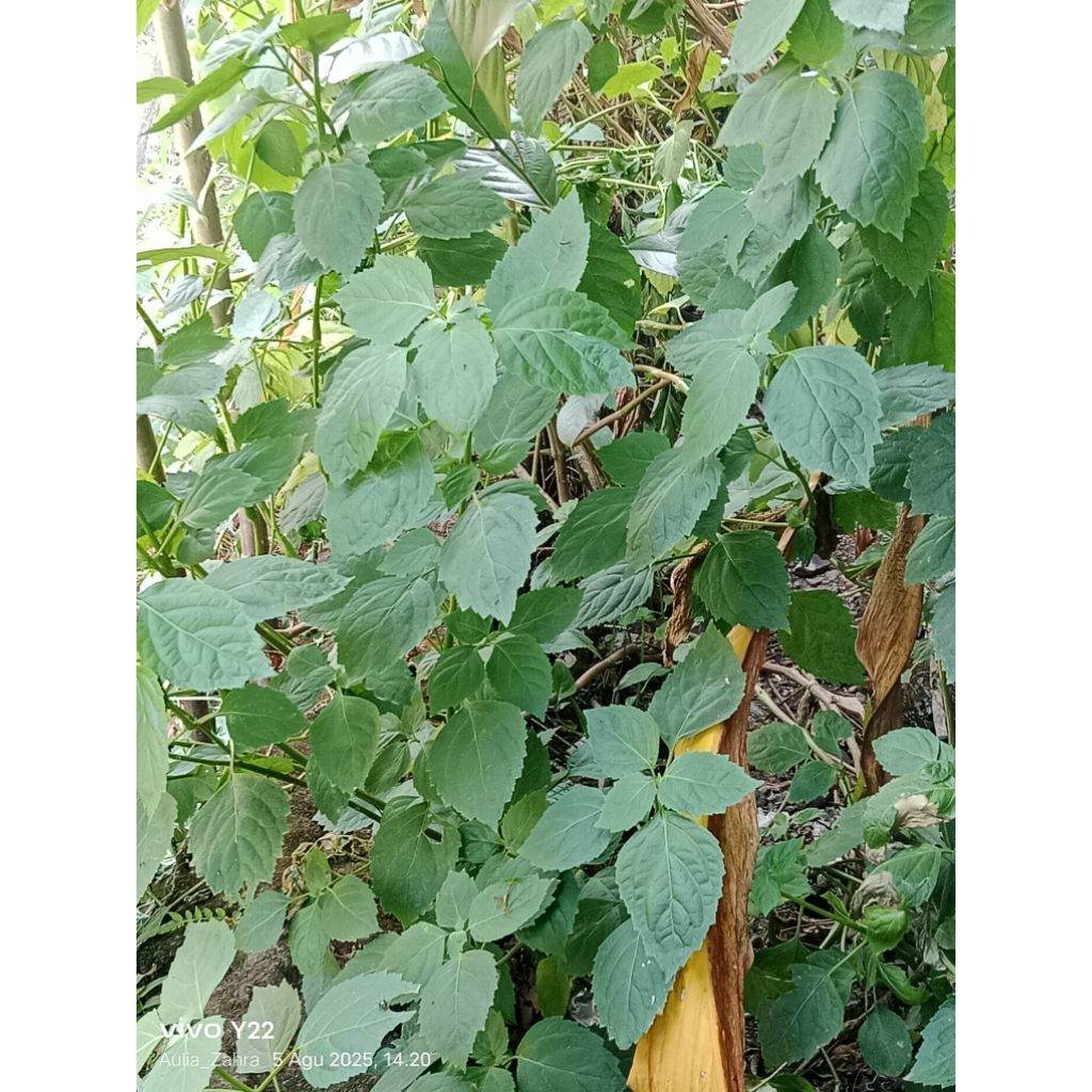 

DAUN DILEM/NILAM FRESH