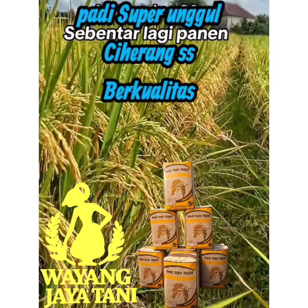 BENIH PADI UNGGUL CIHERANG SS BERKULITAS PAKET 5KG