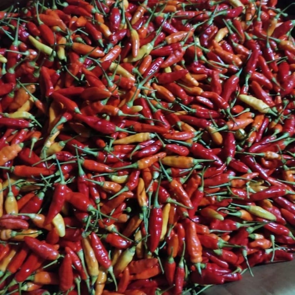 

cabai/cabe rawit merah