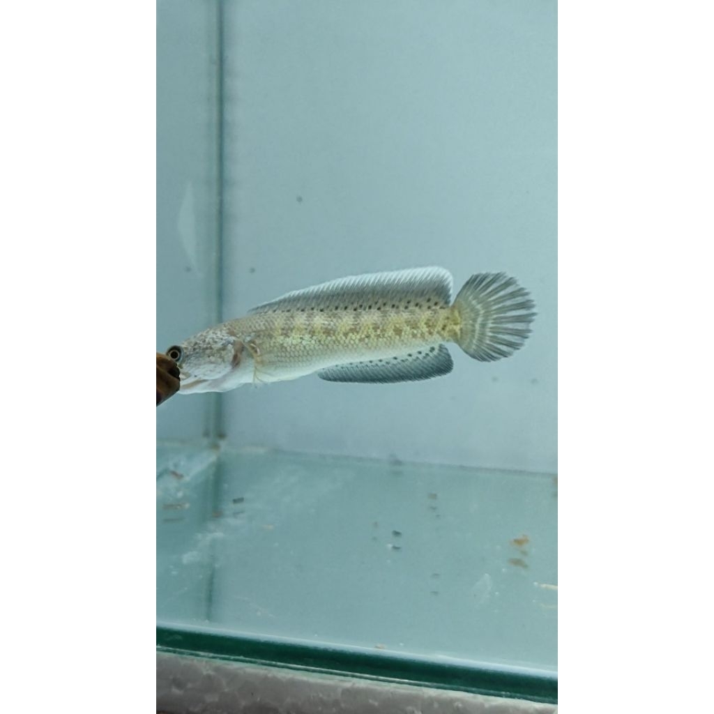 auranti progres 7-10cm grade A+