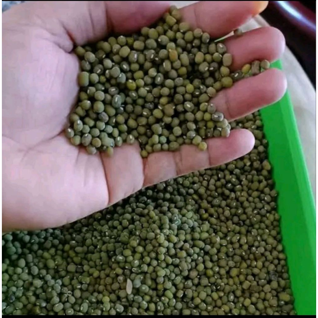 

KACANG HIJAU KEMASAN 1 KG