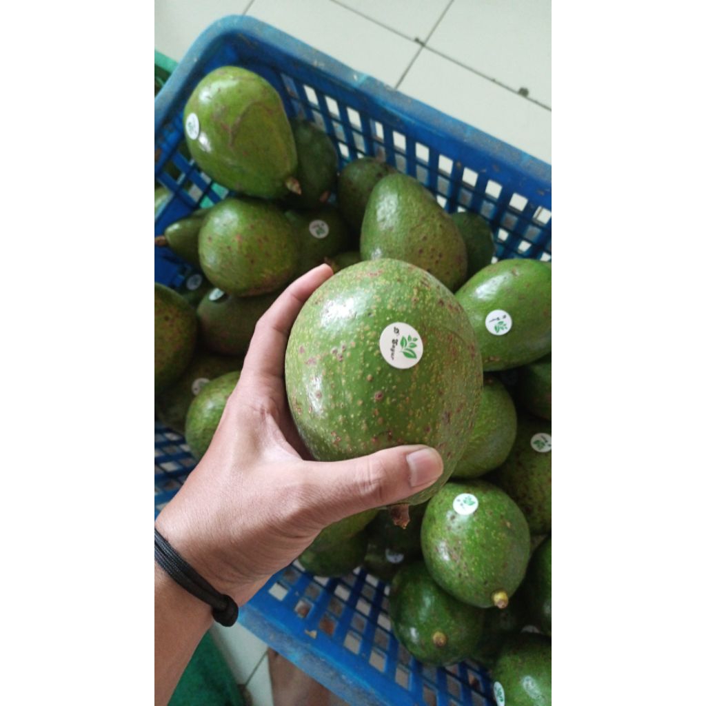 

ALPUKET MENTEGA JENIS WINA DAN ALIGATOR