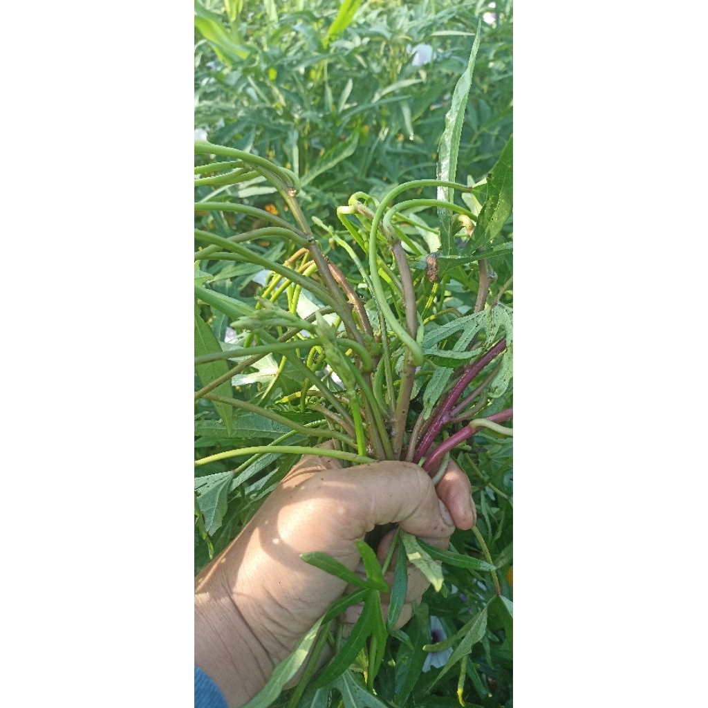 Bibit unggul ubi cilembu/bibit ubi madu/bibit stek ubi rancing/benih ubi cilembu madu