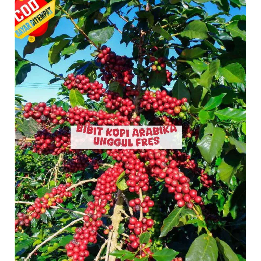 Bibit unggul kopi arabika siap tanam