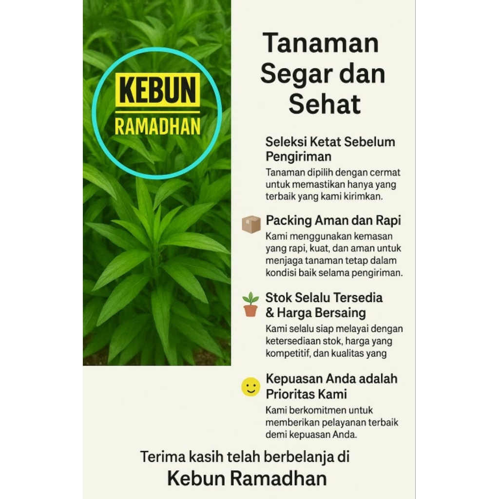 Adelonz Aglonema Rimbun//Diven Tisue Gold Cocok Untuk Hiasan Ruangan Indor Dan Outdor