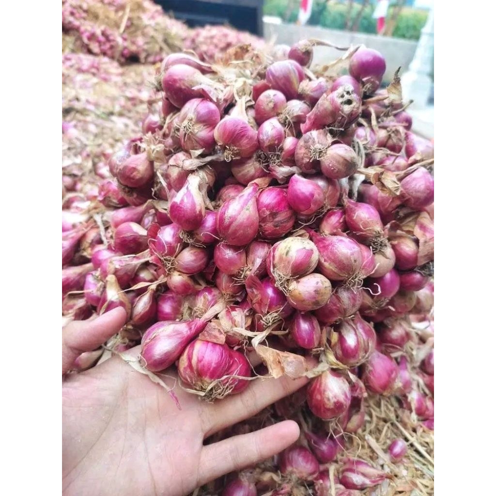 

Bawang merah segar 1kg ready bersih
