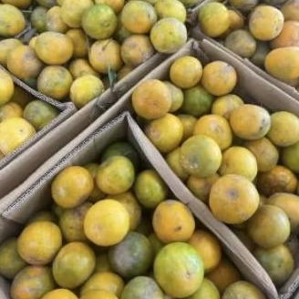 

promo panen raya Buah jeruk siam madu super manis premium segar 1 kg