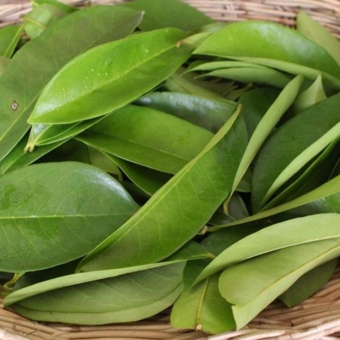 

DAUN SIRSAT SEGAR 100 gram organik obat herbal fresh