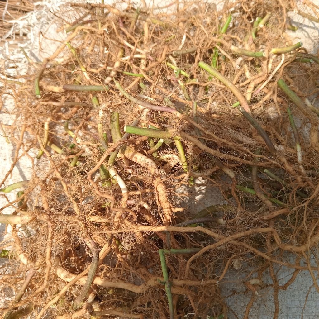 

Jual akar katemas ataw sena kuwalitas bagus 300 g