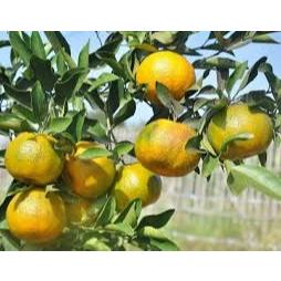 

Bibit Jeruk Madu Batu 55 Berbuah Lebat