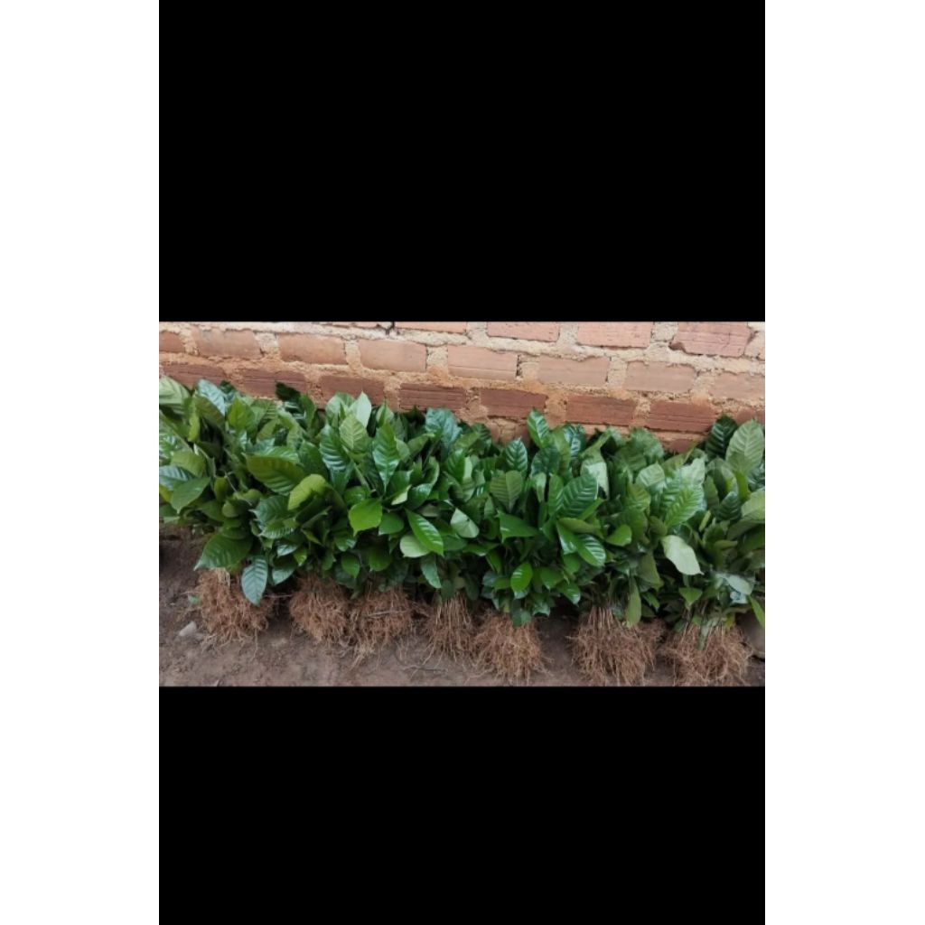 

jual bibit kopi robusta Lampung