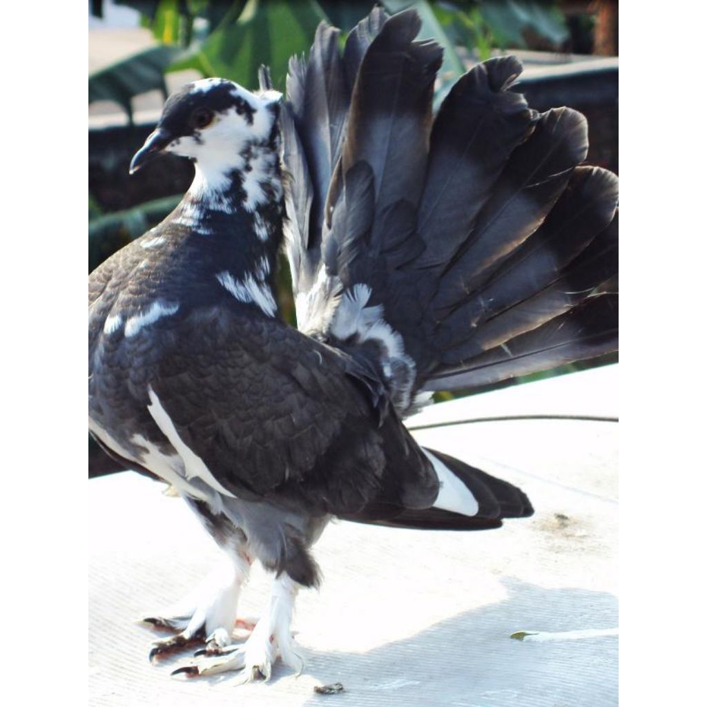 

telur fertil burung merpati kipas siap tetas