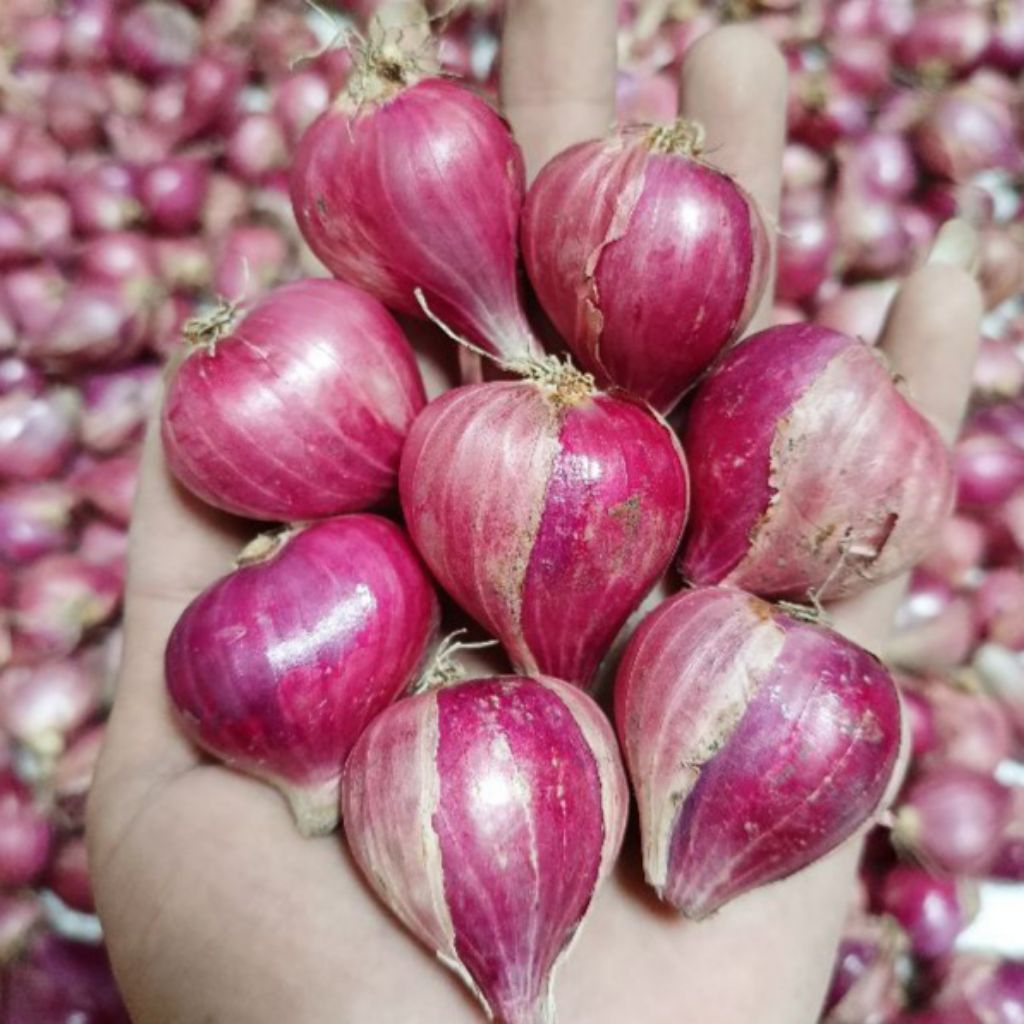 

Brambang Bawang Merah Konsumsi Bumbu Masak Kering Garing Ecer Eceran Lokal Asli Nganjuk Super Tanggung Besar Sedang 500 Gram 500Gram 500Gr 1kg 1 Kg 1Kilo Kilogram Kilo Murah Termurah