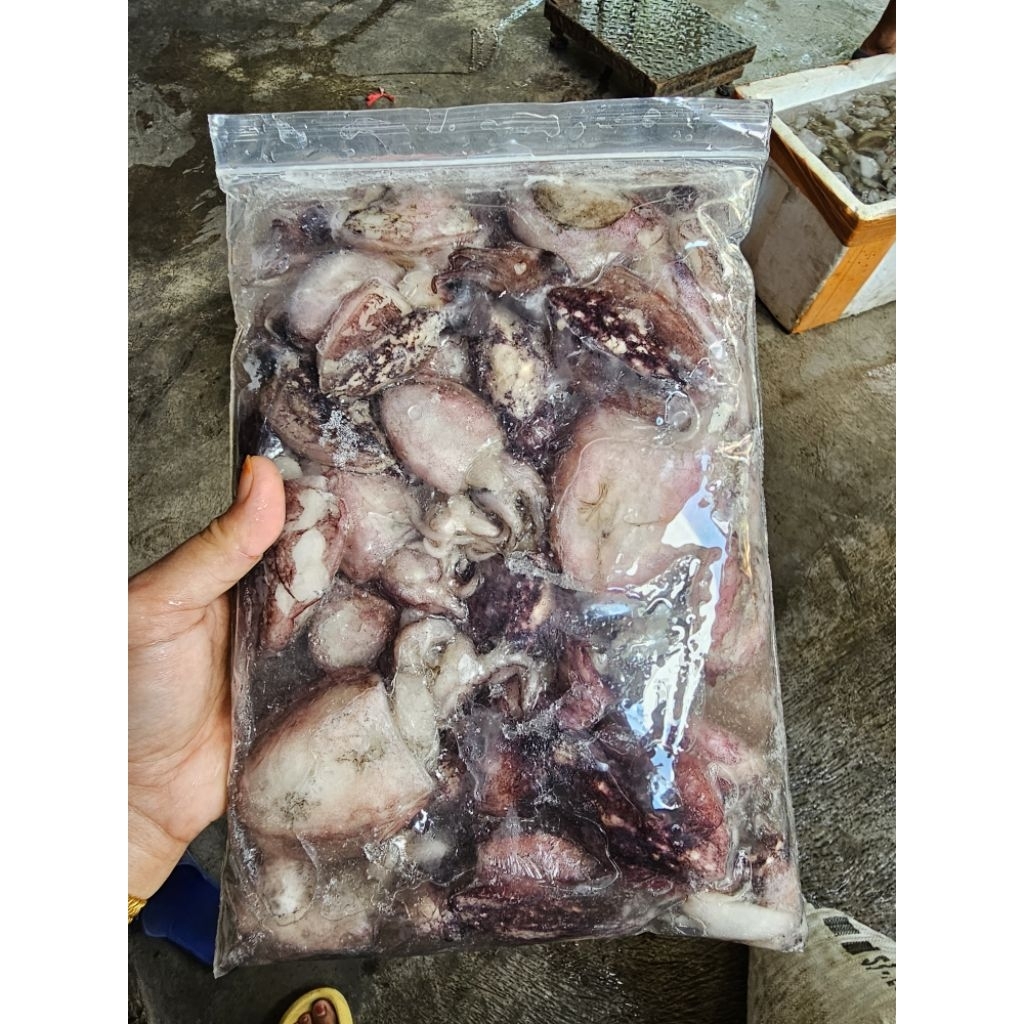 

SOTONG UKURAN SEDANG 1KG BEKU