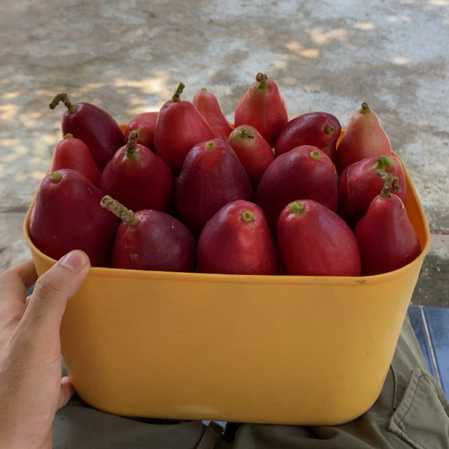 

Jambu Jamaika 1kg Fresh Dari Kebun
