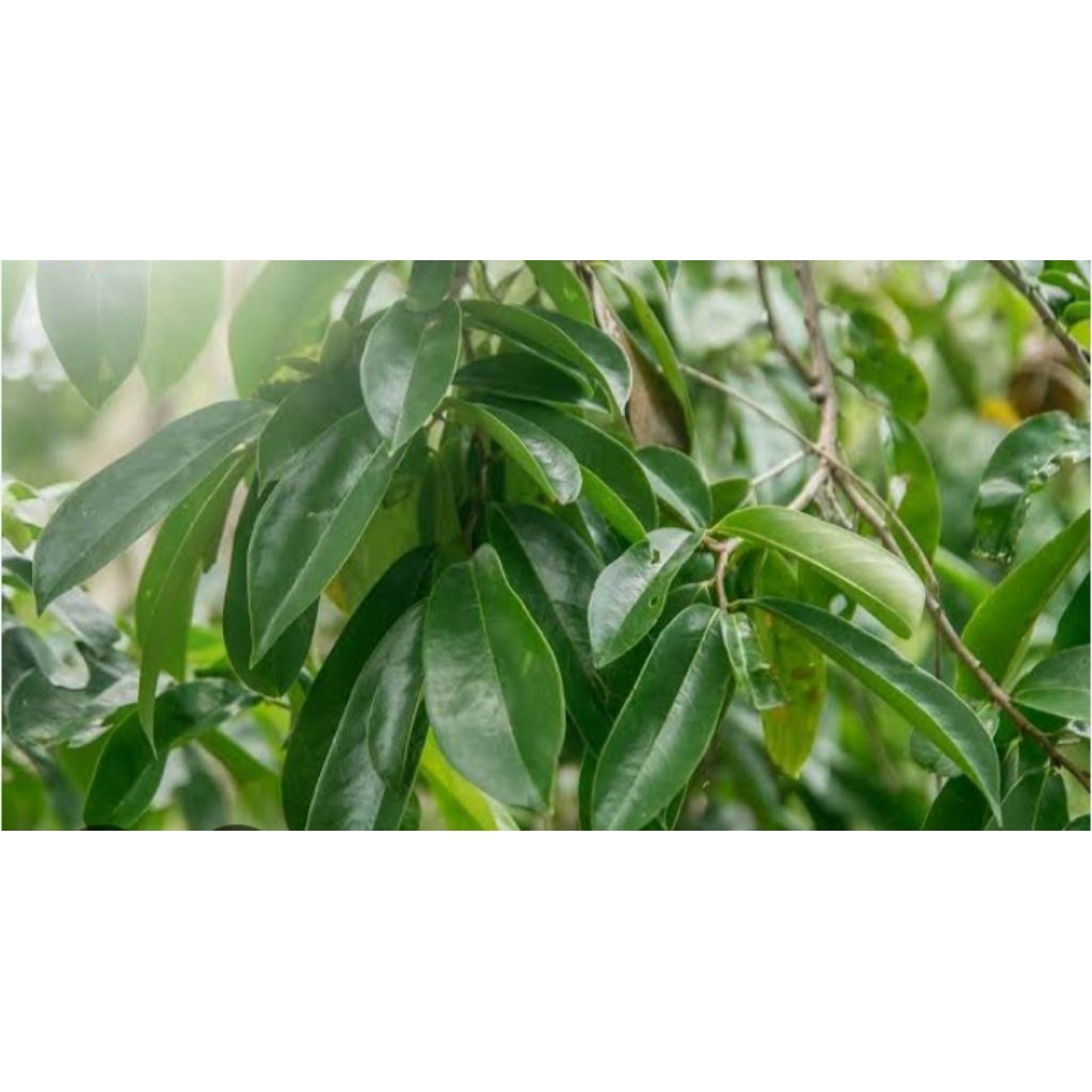 

DAUN SIRSAK SEGAR KUALITAS BAGUS 100 LEMBAR