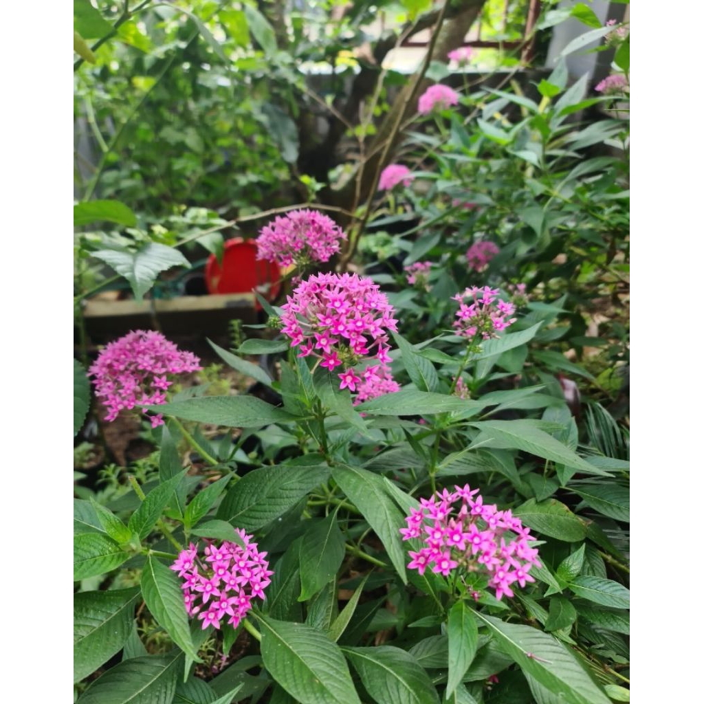 

Edibel Flower Pentas MIX